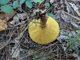 Suillus spraguei image