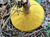 Suillus spraguei image