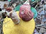 Suillus spraguei image