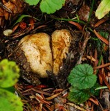 Truncocolumella citrina image
