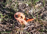 Pseudocolus fusiformis image