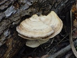 Trametes lactinea image