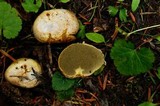 Truncocolumella citrina image