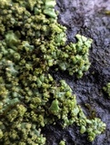 Phaeophyscia adiastola image
