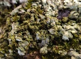 Phaeophyscia adiastola image