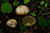 Truncocolumella citrina image