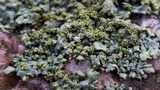 Phaeophyscia adiastola image