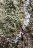 Lecanora thysanophora image
