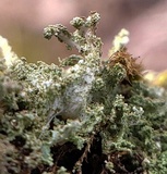 Cladonia squamosa image