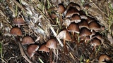 Psathyrella prona image