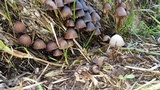Psathyrella prona image