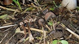 Psathyrella prona image