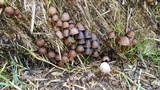Psathyrella prona image