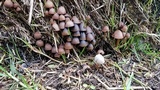 Psathyrella prona image