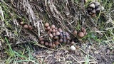 Psathyrella prona image