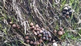 Psathyrella prona image
