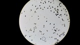 Psathyrella prona image
