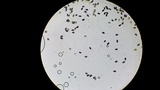 Psathyrella prona image