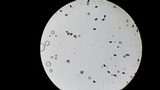 Psathyrella prona image