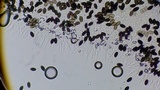 Psathyrella prona image