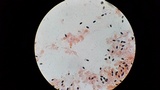 Psathyrella prona image