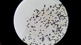 Psathyrella prona image