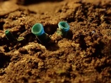 Chlorociboria aeruginascens image