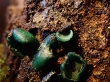Chlorociboria aeruginascens image
