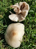 Chlorophyllum hortense image