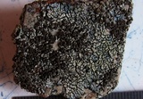 Lecanora garovaglii image