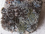 Lecanora garovaglii image
