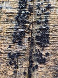 Patellaria atrata image