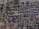 Patellaria atrata image