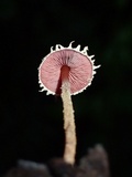 Melanophyllum haematospermum image