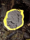 Scleroderma sinnamariense image