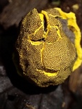 Scleroderma sinnamariense image