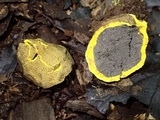 Scleroderma sinnamariense image