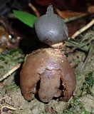 Geastrum lloydianum image