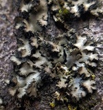 Phaeophyscia hispidula image