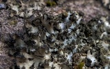 Phaeophyscia hispidula image