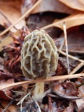 Morchella diminutiva image