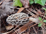 Morchella diminutiva image