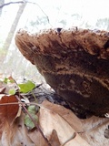 Inonotus dryadeus image