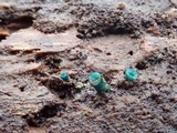 Chlorociboria aeruginascens image