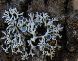 Physcia stellaris image
