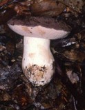 Tylopilus humilis image