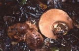 Tylopilus humilis image