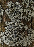 Physcia stellaris image