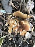 Peziza repanda image