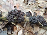 Exidia crenata image